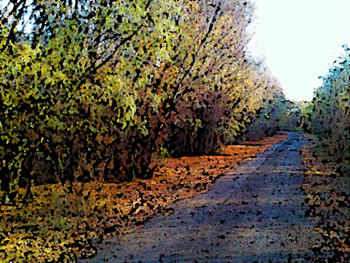 POR EL BOSQUE DE OTOÑO / ***