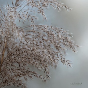 Premonition des Winters / ***