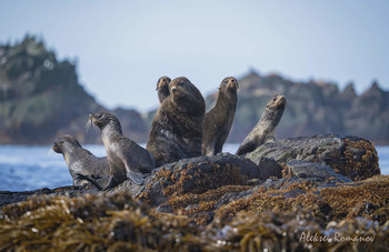 Family Portrait / ***