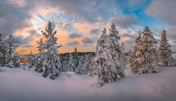 Pine Bäume im Schnee / ***