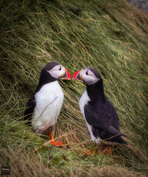 Fratercula arctica / ***