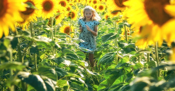 Sonnenblumen / ***