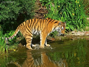 Tiger / ***