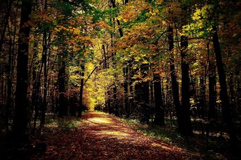 Herbst / ***