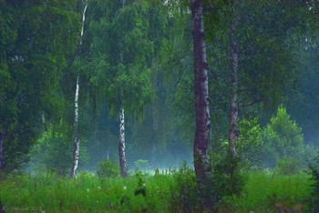 Zauberwald / ...