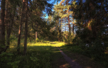Der Weg in den Wald / ***