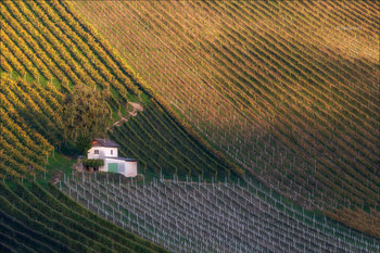 Pattern dei vigneti / ***