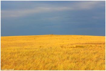 Steppe / ***