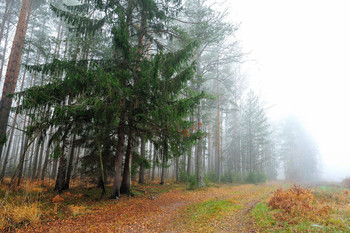 Im Wald am Rande / ***