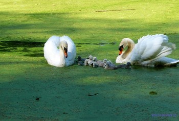 Swans / ***