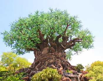 Miracle Tree / ***