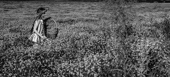 Gänseblümchen / ***
