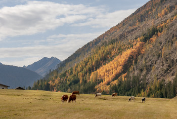 Alpine Wiesen / ...