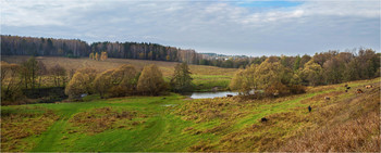 Weiden auf der Wiese ... / ***