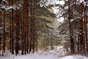 Pines / ...