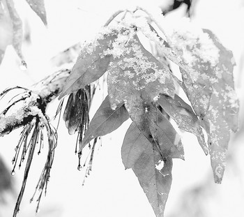 Der erste Schnee ... / ***