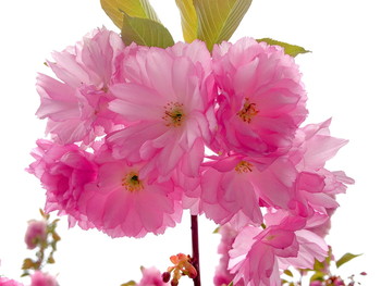 Rosa Morgen / ***