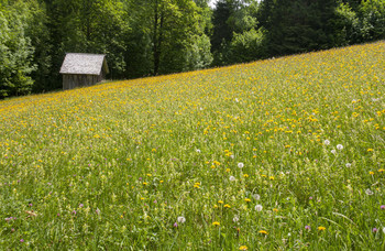 Lawn / ...