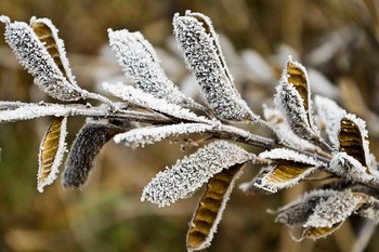 Rime / ***