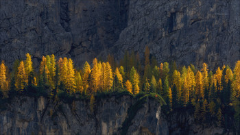 "Trees Grow on the Stones Too" / ***