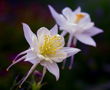 Stempel, Staubgefäße / ***