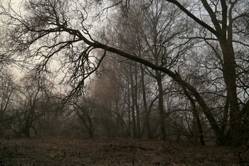 Spitzen / ***