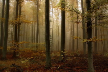 In Erinnerung an die Herbst / ***