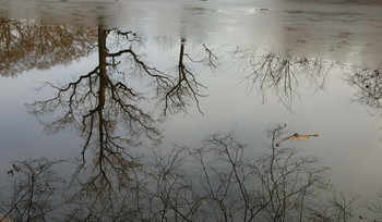 Winter reflection / ***