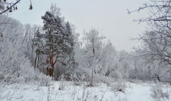 Weihnachten / ***