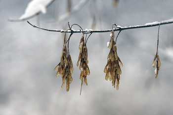 Der Winter kam / ***
