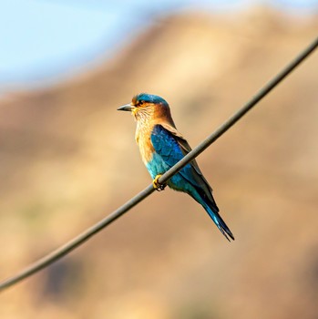 Walze / Coracias garrulus