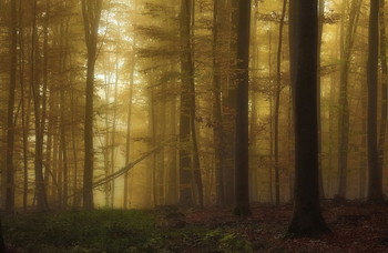 Wald erwacht / ***