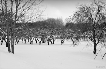 Old Garden / ***
