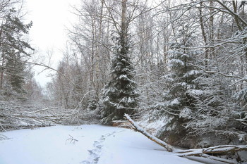 Spuren im Schnee / ***