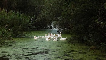 Backwater. / ***