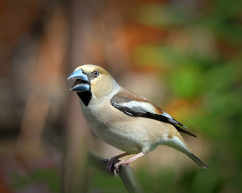 Grosbeak / ***
