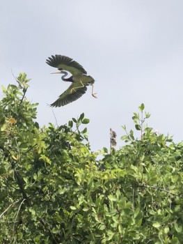 Im Flug / ***