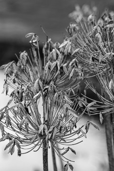 Waiting For Spring / Took this in Seaton Delaval national trust, close up using my Telephoto, converted through Lightroom to black and white no other change except light balance.