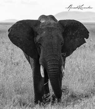 African Bush Elephant / African Bush Elephant in B&W
Photo taken in Serengeti National Park, Tanzania , 2020