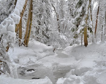 Winterwald / Nikon D 3100 , 18-55mm 1:3.5-5.6G VR AF-S DX Nikkor