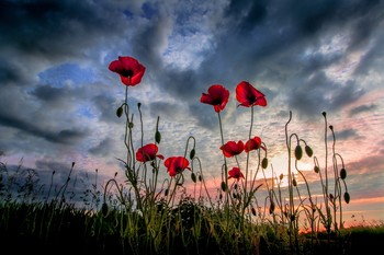evening light / Sommerabend mit Mohnblumen