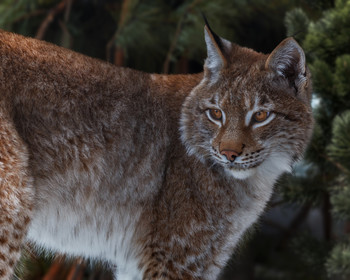 Luchs / ***
