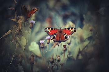  / Butterfly is the human soul.