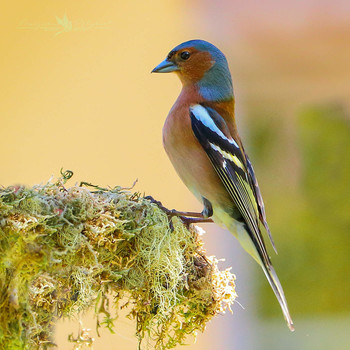 Buchfink / wildlife