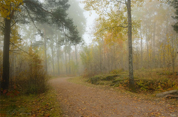 Der Nebel / ***