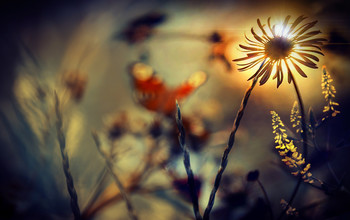  / In the grass...