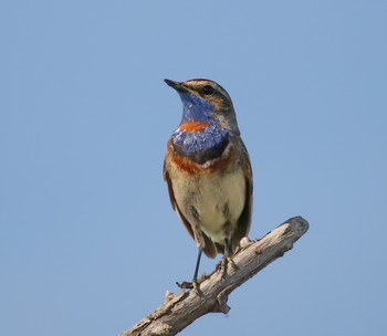 Blaukehlchen / ***