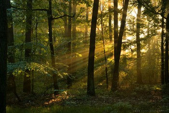 Forest symphony of light. / There was a storm at night. The morning in the forest greeted me with such a view.