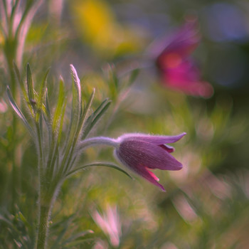 / Panagor Macro 55 / 3,5