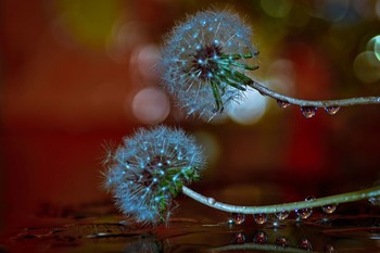 Flor en metamorfosis / Los llamados molinillos fotografiados en versión casera.